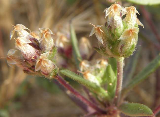 Plantago afra L. / Piantaggine pulicaria